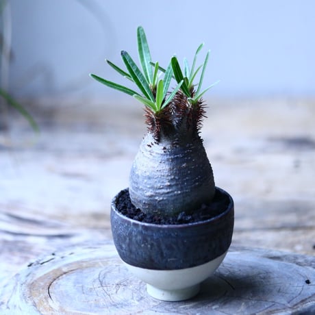パキポディウム グラキリス   Pachypodium rosulatum var. gracilius no.101813