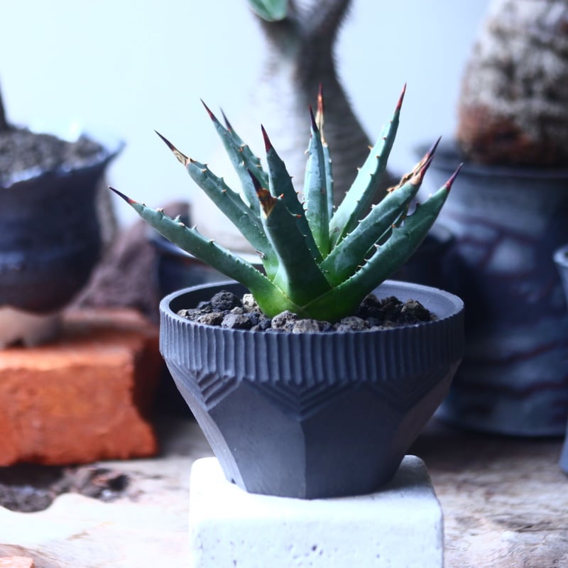 アガベ ユタエンシス ネバデンシス Agave uthaensis var. ne