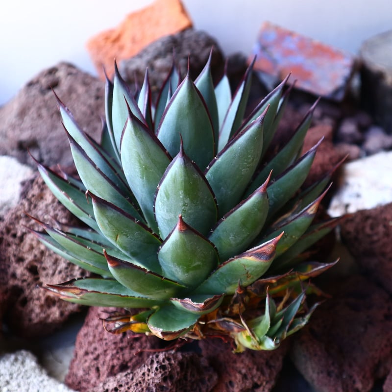 アガベ ブルーグロー Agave 'Blue Glow' no.30811 | 芽の巣山 アガベ ブルーグロー Agave 'Blue Glow' no.30811 | 芽の巣山