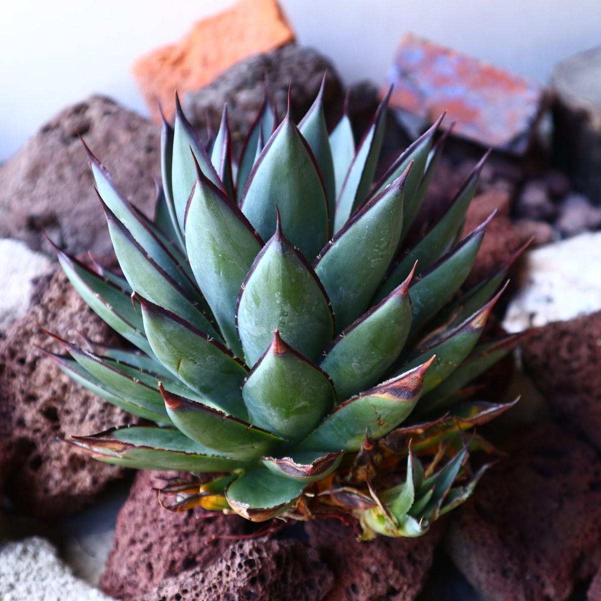 アガベ ブルーグロー Agave 'Blue Glow' no.30811 | 芽の巣山 アガベ ブルーグロー Agave 'Blue Glow' no.30811 | 芽の巣山