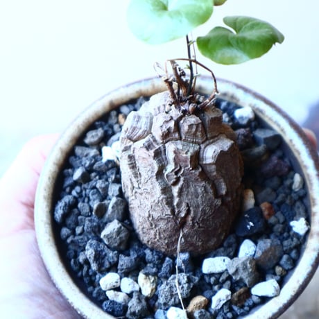 ディオスコレア   亀甲竜    Dioscorea elephantipe     no.21631