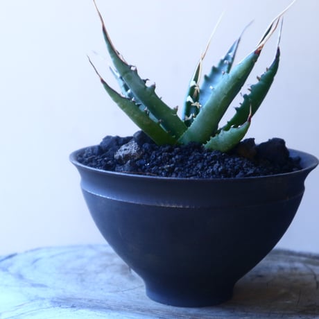 アガベ  ユタエンシス    エボリスピナ  Agave uthaensis var. eborispina   no.20218
