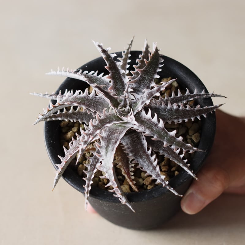 Dyckia No.1×Jack Otto Hybrid (3.5号鉢) no.913/53