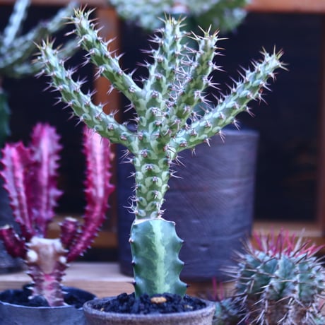 ユーフォルビア  ホルウーディ 接木   Euphorbia horwoodii  no.32109