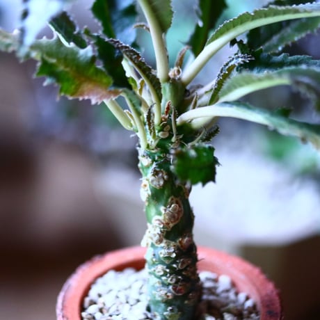 ドルステニア クリスパ    Dorstenia crispa  no.81605