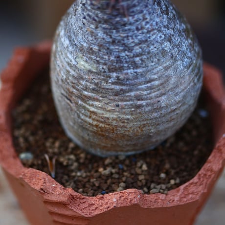 パキポディウム  グラキリス／Pachypodium  gracilius    no.121248