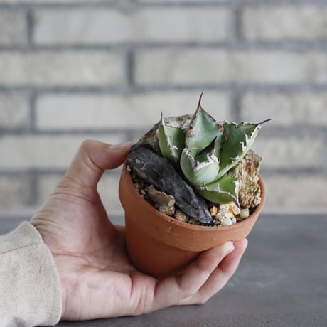 Agave titanota sp. No.1 × YAMABACHI (3号)  no.628/73