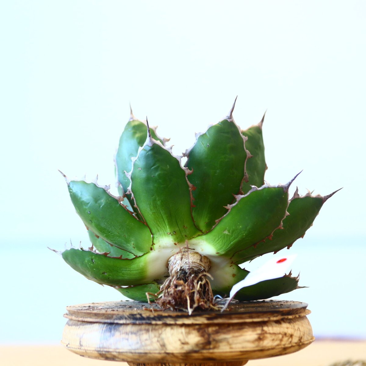 Agave horrida / Style of Chika no.1015/40 | 芽の巣山