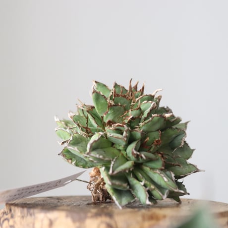 Agave titanota filigree Devil/ Style of Chika　no.42133