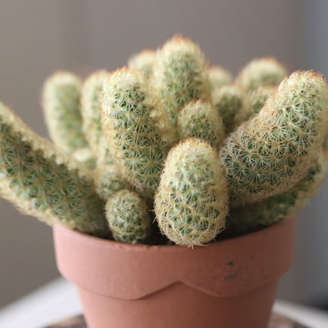 Mammillaria elongata × YAMABACHI   no.51914