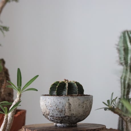 Gymnocalycium friedrichii LB2178 × たけろうポット   no.51206