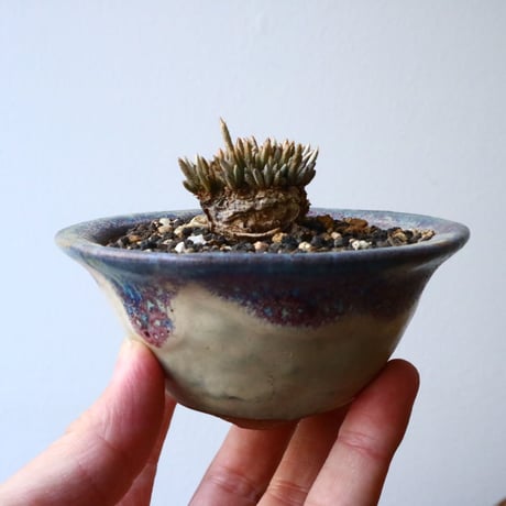アボニア クイナリア  アルストニー       Avonia  quinaria  ssp. alstonii  No.005