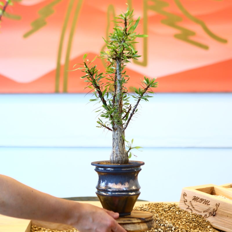 フォークイエリア　プルプシー　国内実生株(鉢付き) フォークイエリア プルプシー / Fouquieria purpusii no.80616