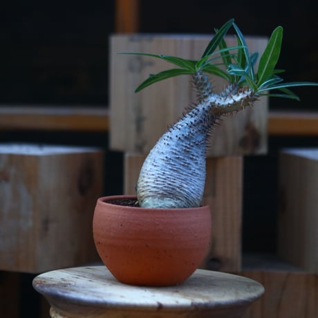 パキポディウム  グラキリス／Pachypodium  gracilius    no.121246