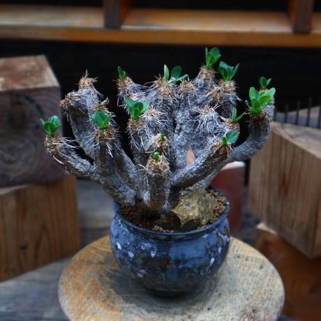 ユーフォルビア   ギラウミニアナ／Euphorbia guillauminiana  no.80761