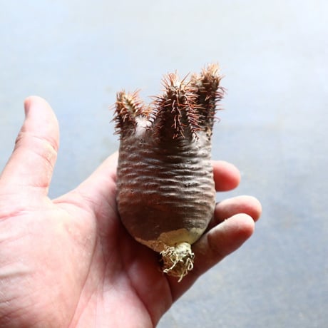 パキポディウム グラキリス 抜苗  Pachypodium rosulatum var. gracilius no.92916