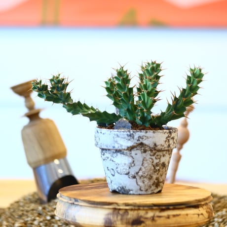 YAMABACHI ver. takero pot  × Euphorbia tortirama  no.102228
