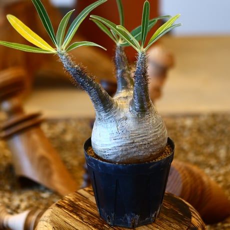 'ハルコイ´セット (N/OH × Pachypodium gracilius)  no.30313