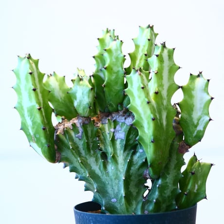 ユーフォルビア マカイキリン / Euphorbia triangularis  no.51421
