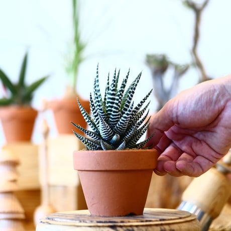 YAMABACHI × Haworthia fasciata   no.100103