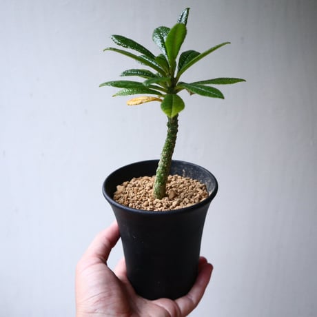ドルステニア    ギガス   Dorstenia gigas  no.101404