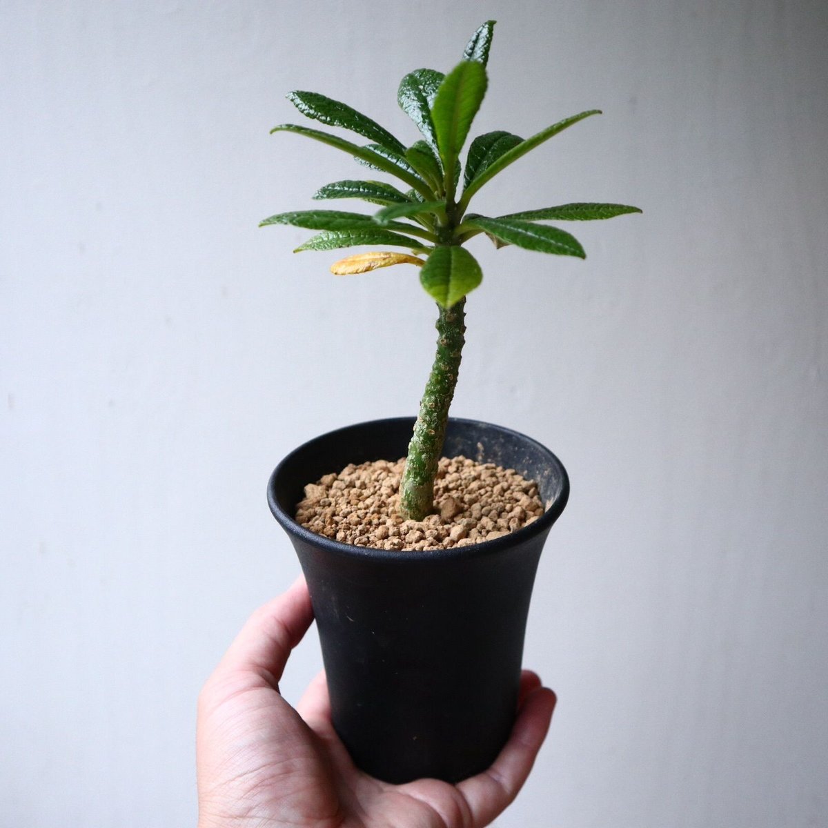 ドルステニア ギガス Dorstenia gigas no.101404 | 芽の巣山 ドルステニア ギガス Dorstenia gigas no.101404 | 芽の巣山