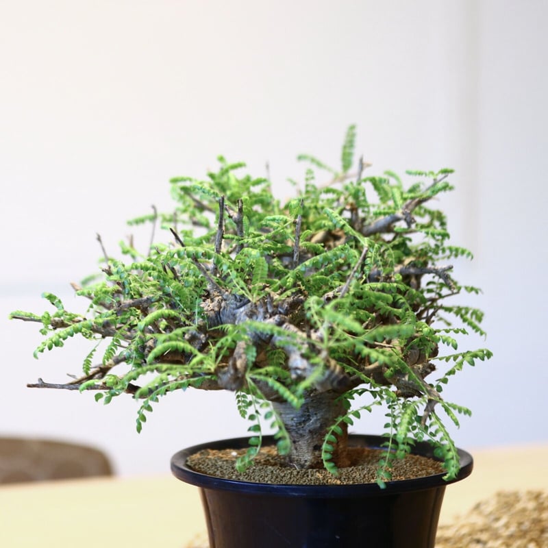 ボスウェリア ネグレクタ/ Boswellia neglecta no.43001 |