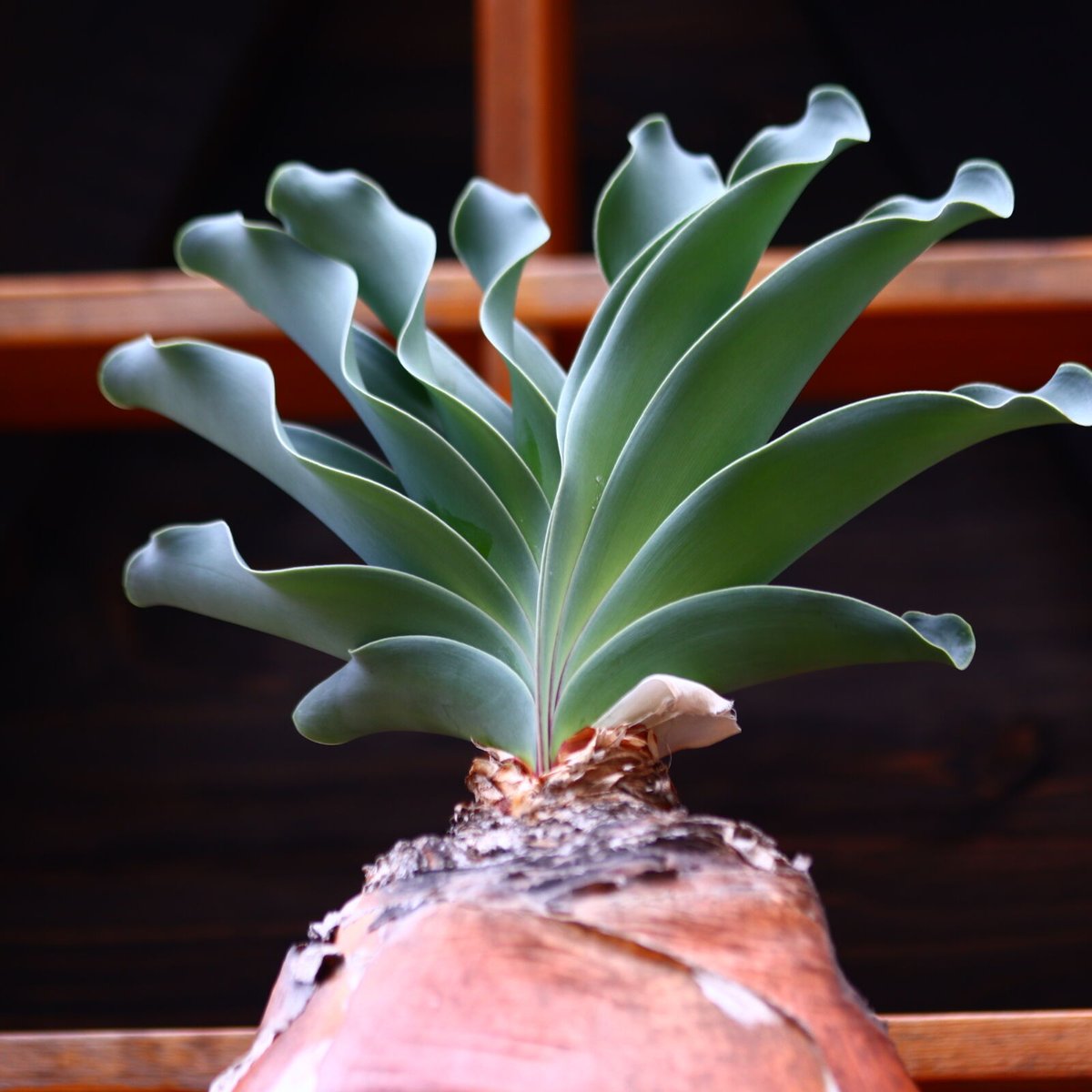 激レア】 A ブーファン ハエマンソイデス 微発根済み 2頭 ダブルヘッド