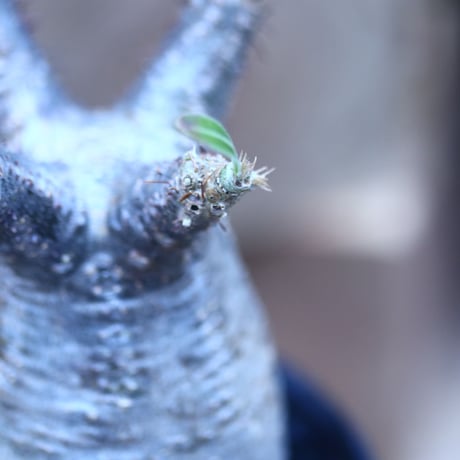 パキポディウム  グラキリス   Pachypodium  gracilius       no.31412