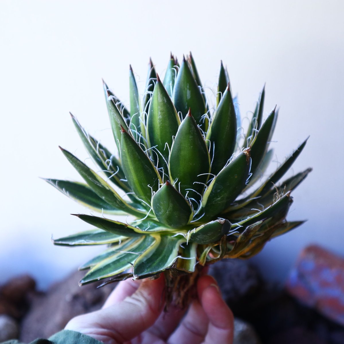 アガベ シジゲラ Agave filifera ssp. Schidigera n