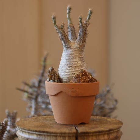 Pachypodium gracilius × YAMABACHI   no.117-7