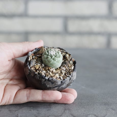 希少】ストロンボカクタスディシフォルミス 菊水 サボテン塊根植物