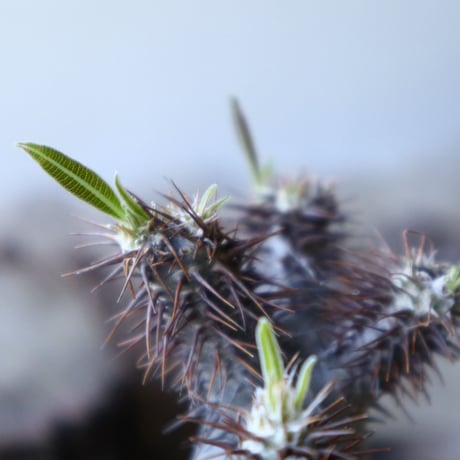 パキポディウム グラキリス Pachypodium rosulatum var. gracilius no.51935
