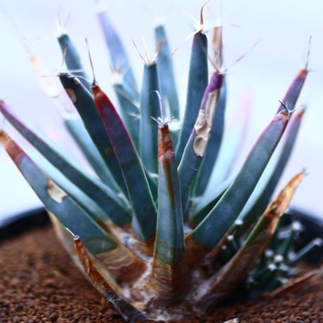 レウクテンベルギア  仔吹き晃山    Leuchtenbergia principis  no120609