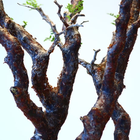 コミフォラ モンストローサ / Commiphora monstrosa   no.51413