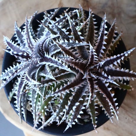 Dyckia ‘Keswick’×‘Heaven &Hell’     006