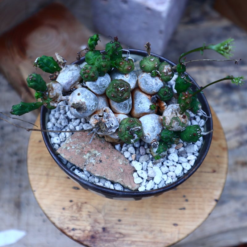 現地株　Euphorbia globosa 発根済　鉢のまま発送　コーデックス 現地株 Euphorbia globosa 発根済 鉢のまま発送 コーデックス