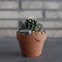 Echinocactus 短刺金鯱 × YAMABACHI (3号) no.614/9