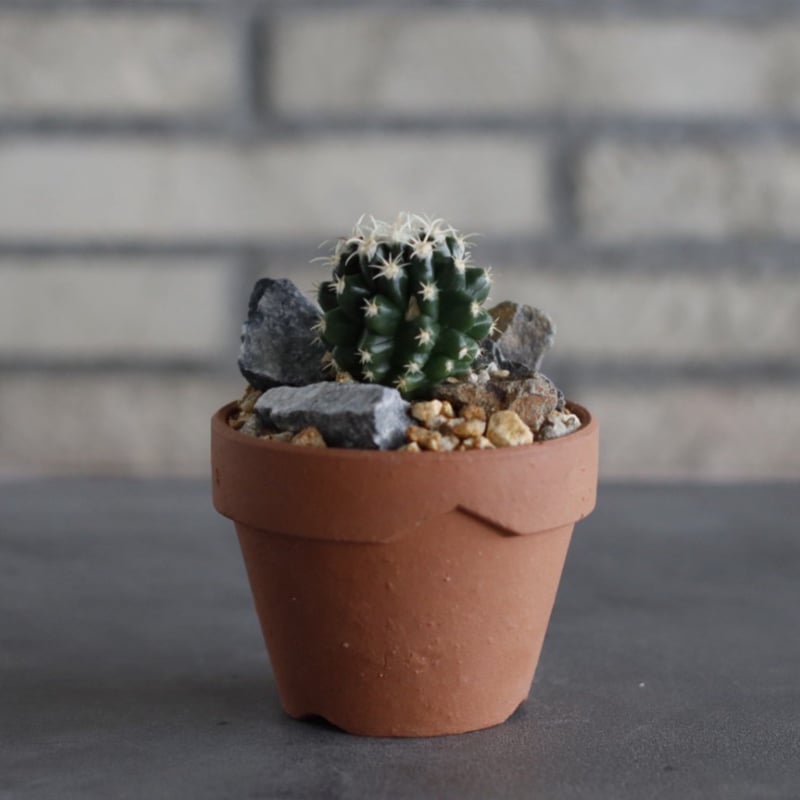 Echinocactus 短刺金鯱 × YAMABACHI (3号) no.614/9 | 芽の巣山