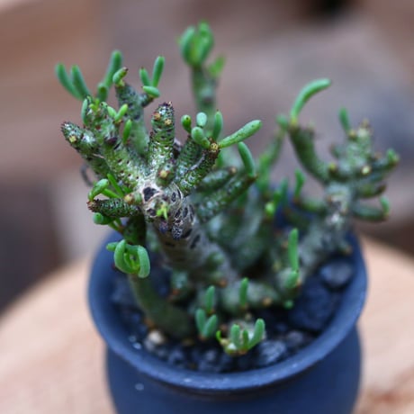チレコドン  ブッコルジアヌス／Tylecodon  buchholzianus    no.102440