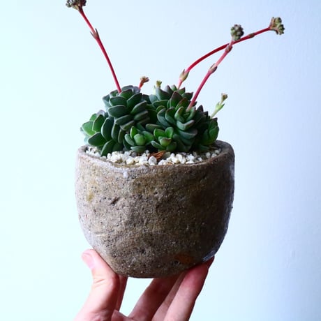クラッスラ   コラリータ   Crassula Coralita   No.054