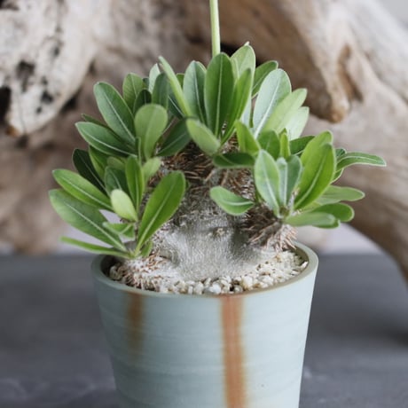 Pachypodium Tackyi × { Tackyi×大黒 } × 備前鉢2.5号 / snp plants  no.607-1
