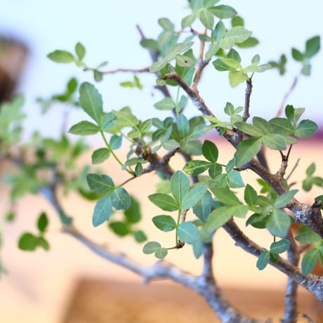 ブルセラ ファガロイデス / Bursera fagaroides   no.62517