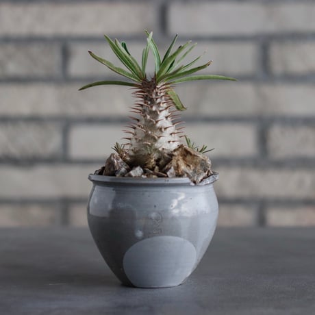 Pachypodium gracilius × N/OH (2.5号)  no.817-25