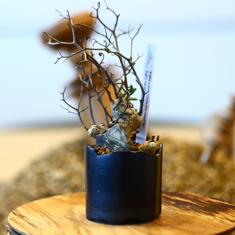 Tylecodon reticulate × N/OH  no.11414