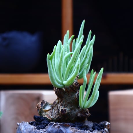 チレコドン ペアルソニー白 象／Tylecodon pearsonii  no.62708