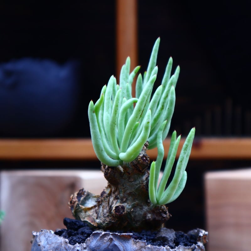チレコドン ペアルソニー白 象／Tylecodon pearsonii no.62708 |