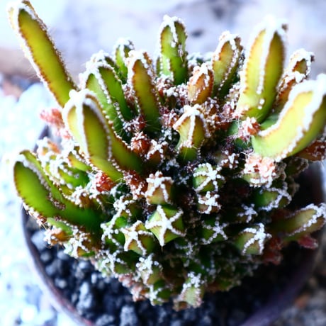 セレウス   ペルビアナス  Cereus peruvianus f. 'spiralis'　 no.11927