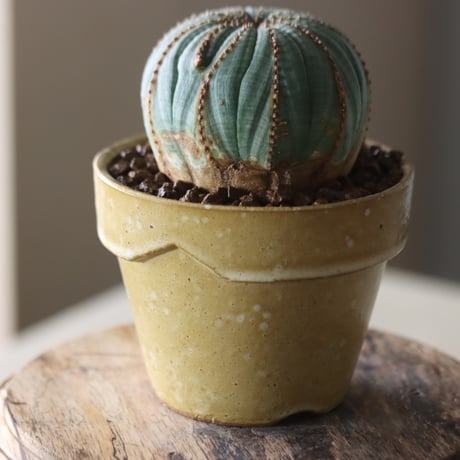 Euphorbia obesa × YAMABACHI var. Atsushi Funakushi  no.905-26