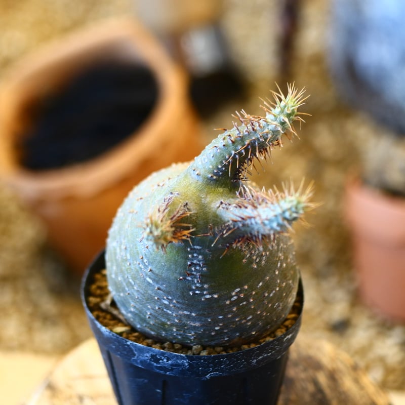 パキポディウム グラキリス Pachypodium gracilius ② パキポディウム グラキリス 実生／Pachypodium gracilius no.